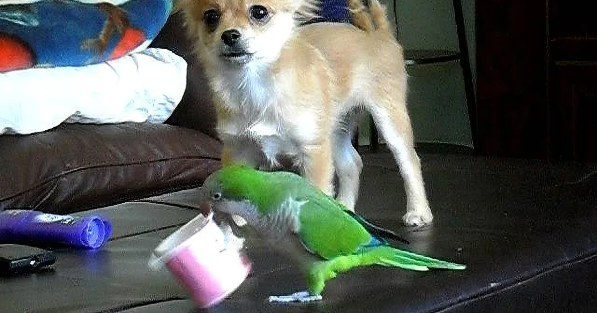 Poor Parrot Was Minding His Own Business, Then That Dog Did This & I Couldn''t Stop Laughing! LOL!