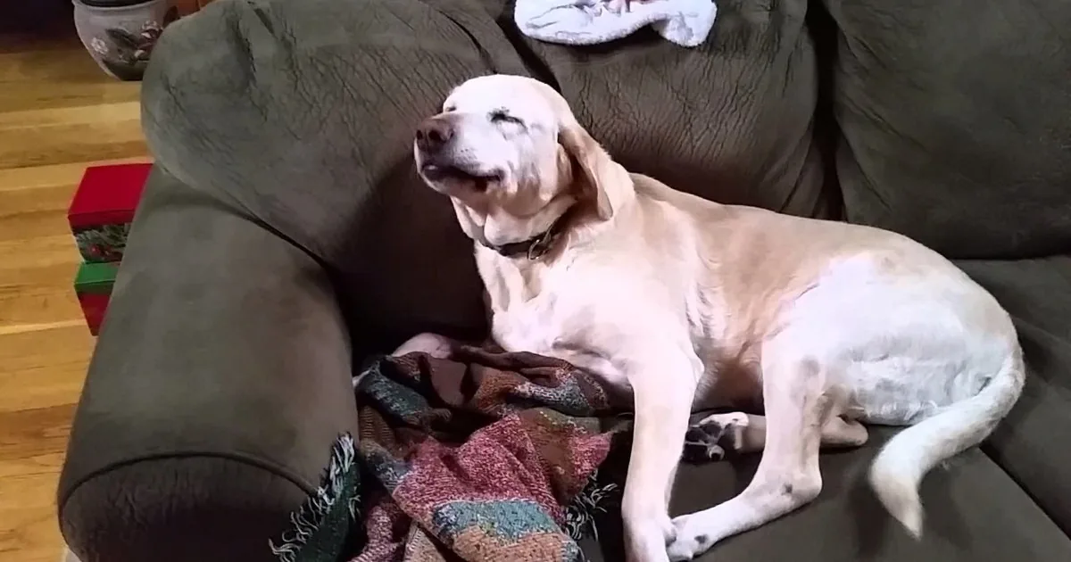 This Guy Finds out That the Christmas Tree Foam Balls Are Ruined. but When He Asks His Dog Who Did It! His Expression Tells It All.
