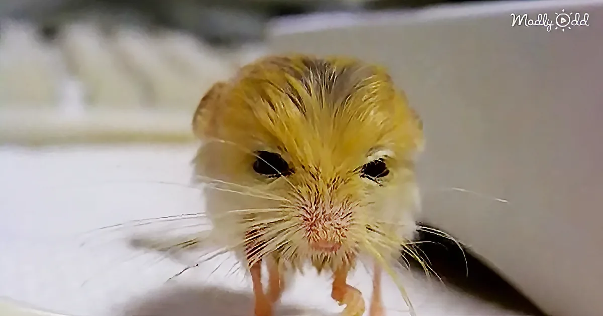 This Pygmy Jerboa Is Only 3.2 Grams - and Is a Whole Lot of Cute