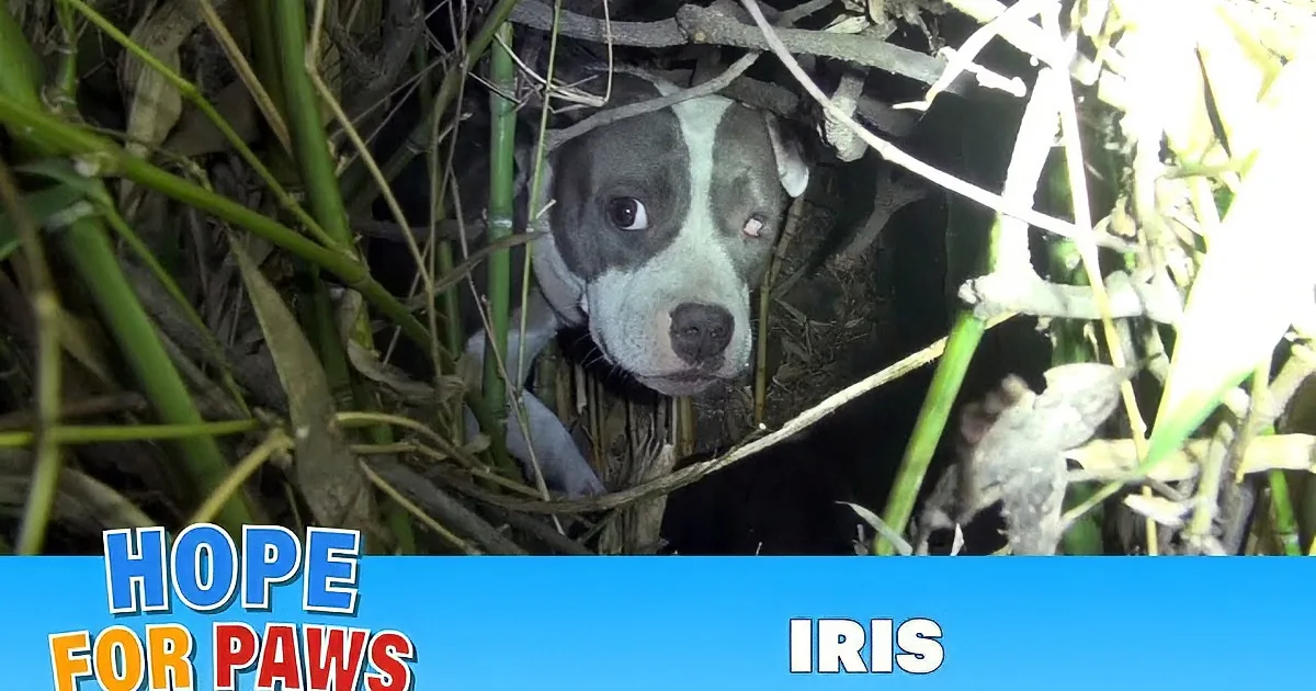 This Injured and Homeless Dog Was Living in a Bush. Watch What She Was Hiding From the World!