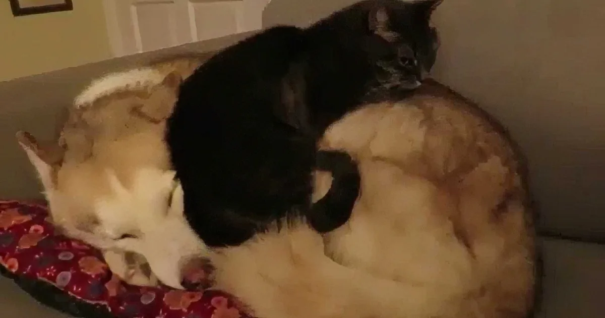 Dog Was Relaxing on the Couch When This Visitor Dropped by. Who? I Hadn''t Expected This! Aww!