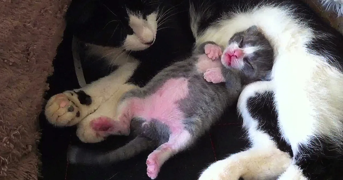 Kitten Falls Asleep Next to His Mama. Pay Attention to His Feet...