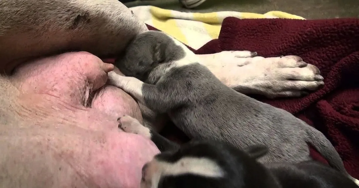 A mother dog is nursing her puppies, with one puppy partially visible and others sleeping nearby.