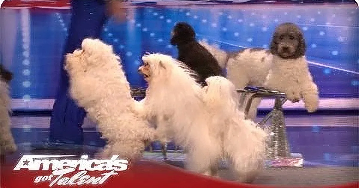 Four fluffy dogs, including a black one, are on stage at America's Got Talent.