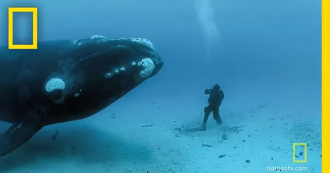 This Diver Encounters a Giant Whale on Ocean Floor. His Story Will Leave You Breathless! Wow!