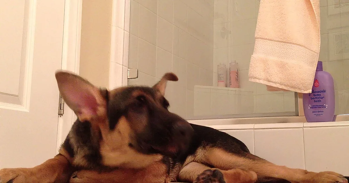 A German Shepherd puppy lies on a bathroom counter, looking at its reflection in the mirror.