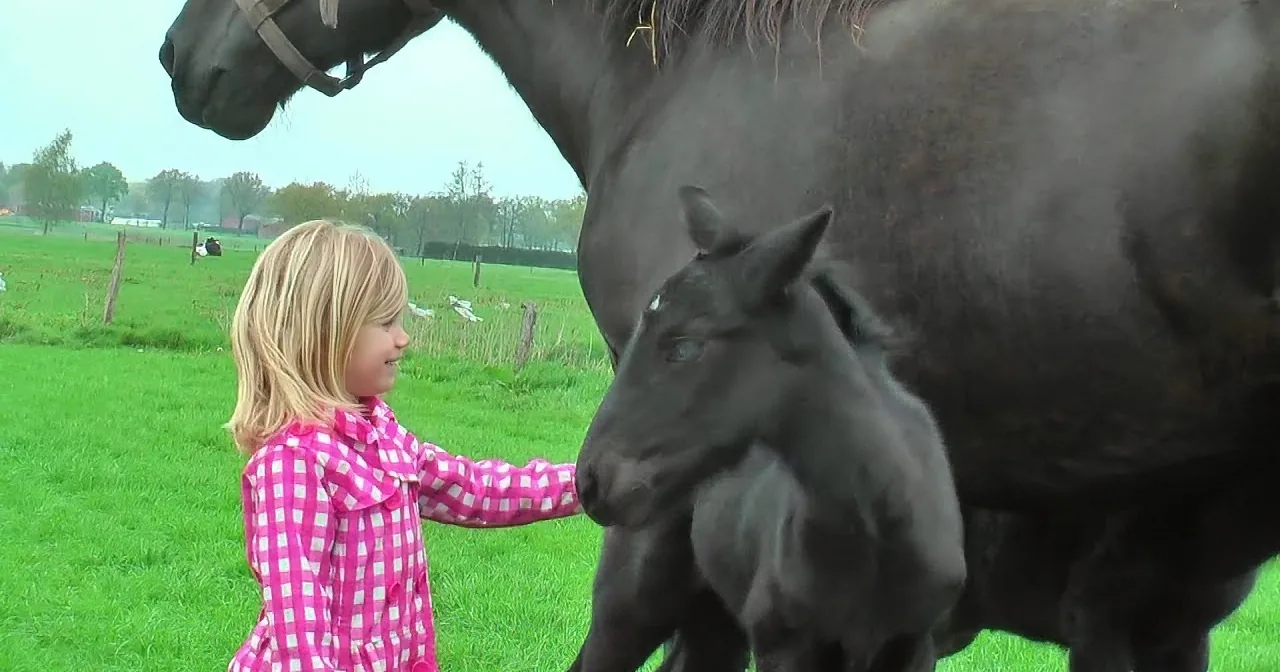 This Beautiful Horse Gave Birth to Rare Twin Foals. When This Happened 4 Days Later? Wow!