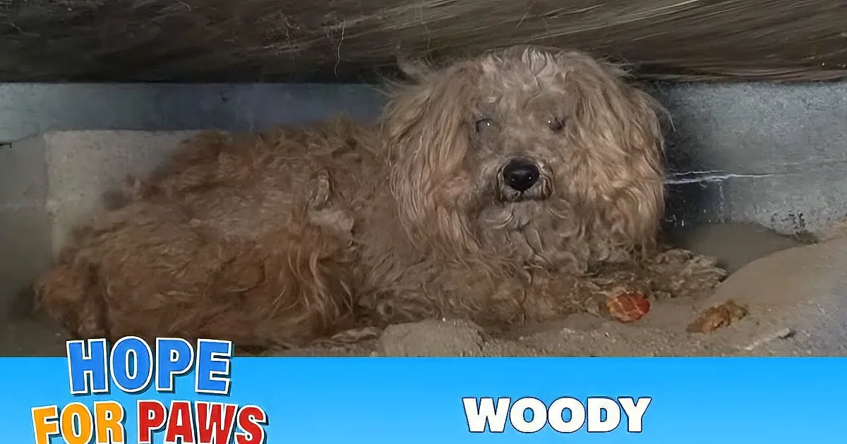 A fluffy, light-colored dog being groomed by a person, with a wooden door and steps in the background.