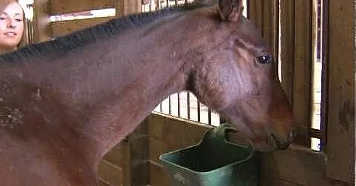Teenager Walks Nine Miles to Save an Abandoned Horse. When This Happened, I Broke Down!