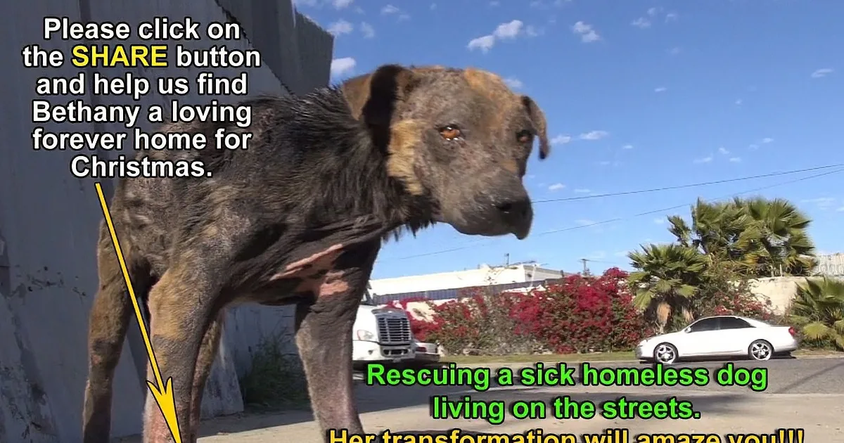 This Homeless Dog Couldn''t Walk Properly Because of Her Infected Paw Until This Happened! Wow!