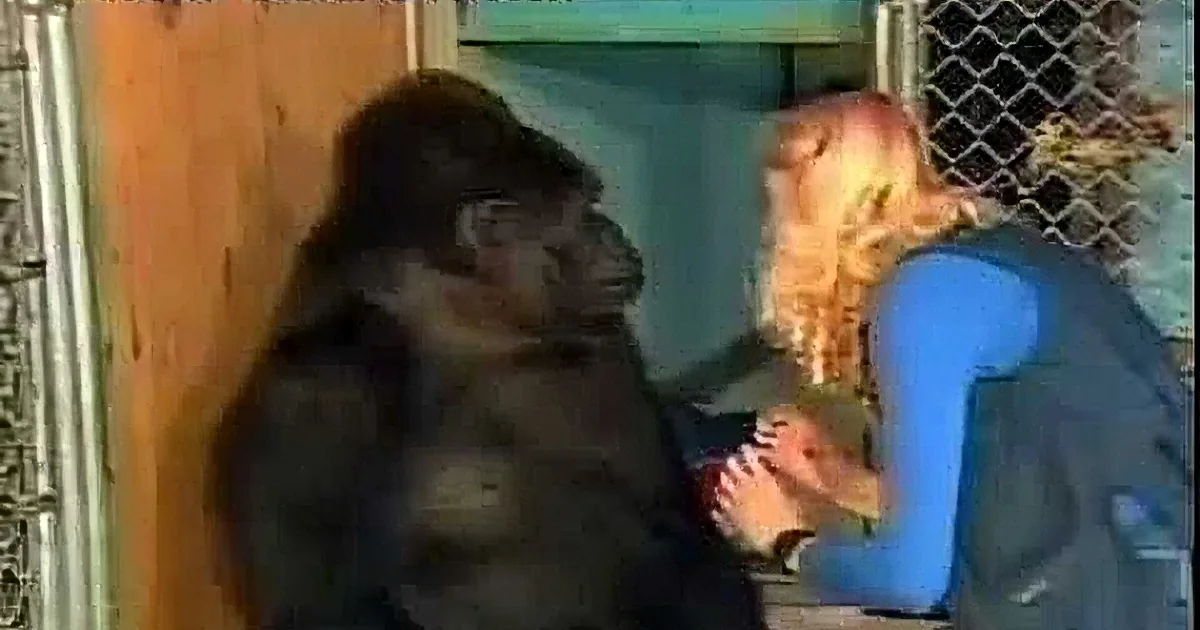 This Gorilla Had Adopted a Kitten. Then the Human Tells Her the Tragic News...