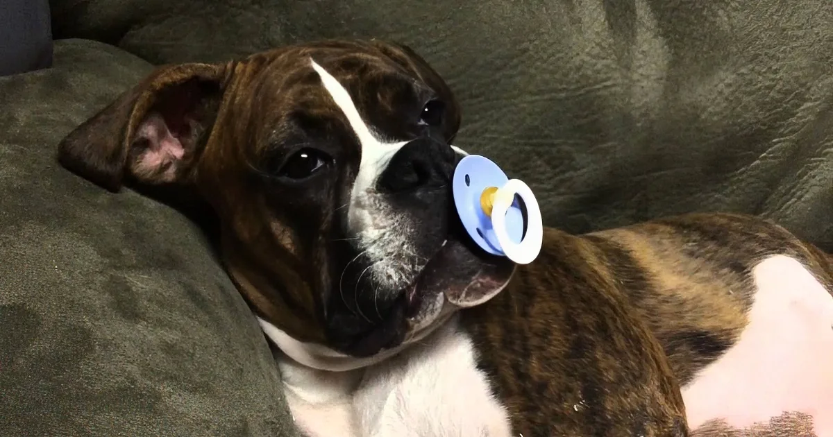 A brindle and white dog with a pacifier in its mouth rests on a green couch.