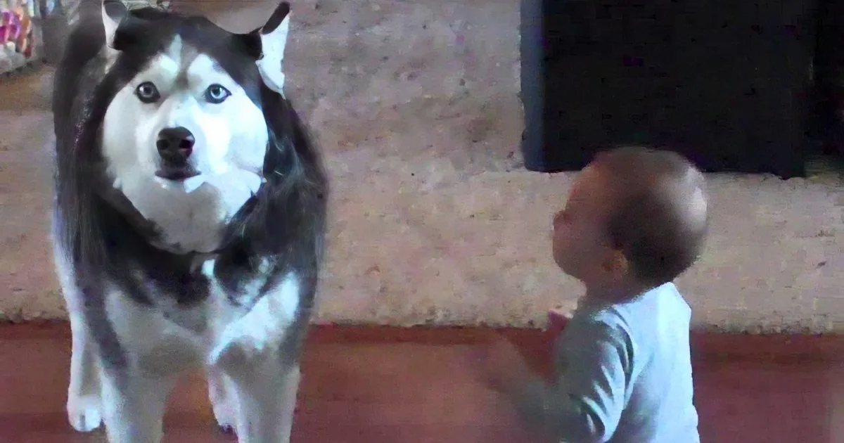 A husky dog stands alertly, looking at a child who is holding a white object near its face.