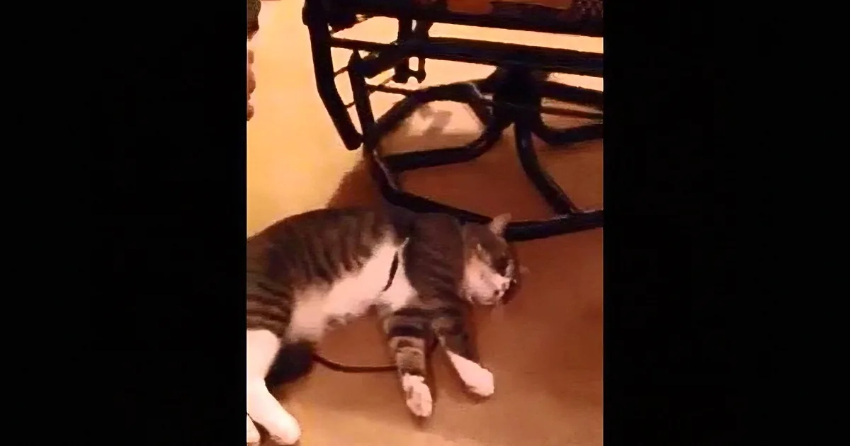 This Cat Doesn''t Like Going for Walks. but What He Does to Skip Them? I Can''t Stop Laughing!