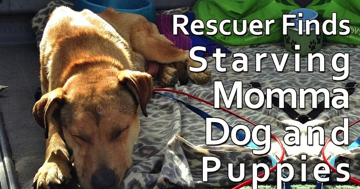 A dog nursing her puppies on a blanket, with text overlay about rescuing a starved momma dog and her litter.