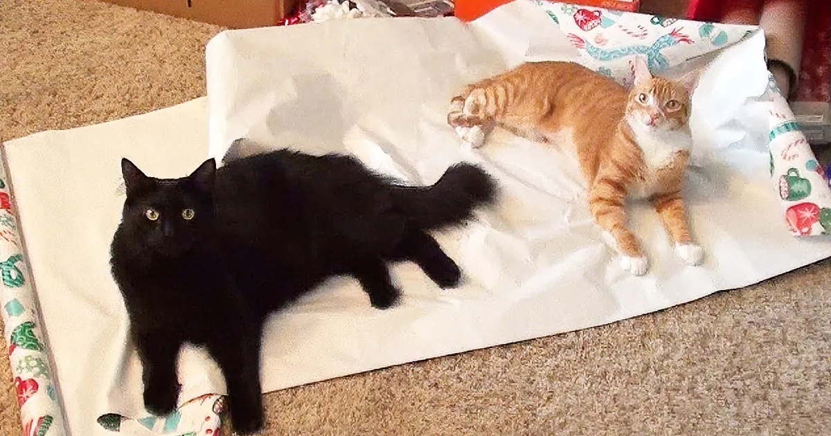 A black cat and an orange tabby cat are lying on a white paper bag with holiday designs.