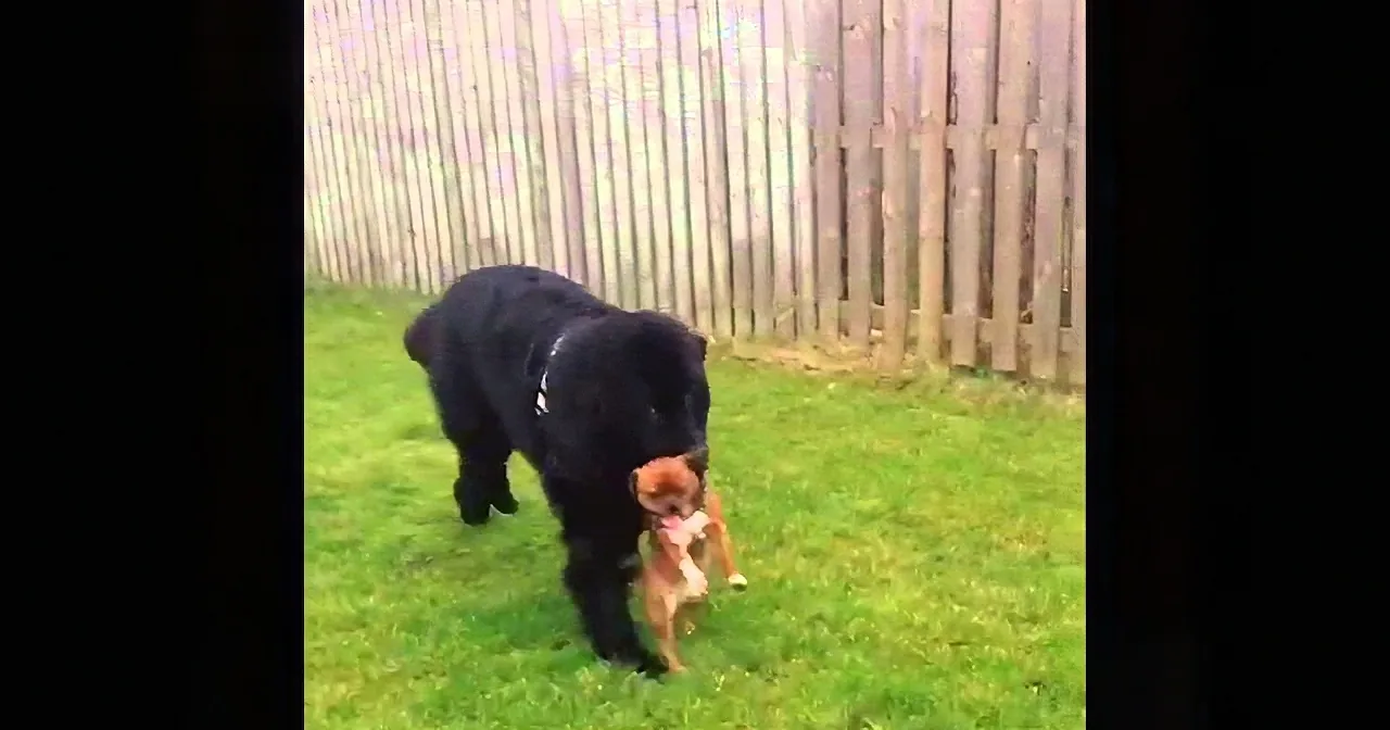 This Newfoundland Puppy Has ''Someone'' in His Mouth. Wait Till You See Who It Is! LOL!