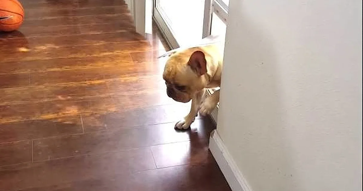 This Dog Chewed up Mom''s Pen. What He Does When He Is Caught Is Just Too Funny!