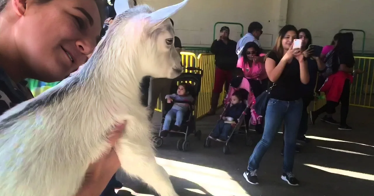 Someone Stole This Baby Goat Away From His Mom. Their Reunion Is Heartrending!