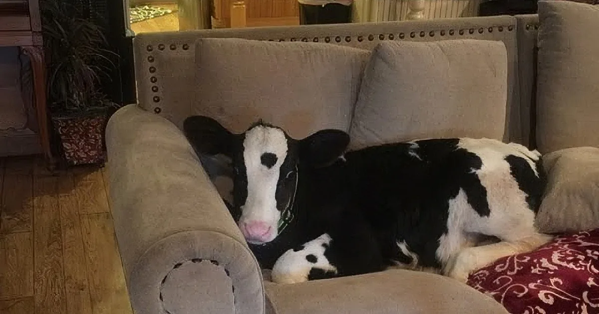 This Rescued Baby Cow Thinks He Is One of the Dogs. but What He Did When No One Was Around? LOL!