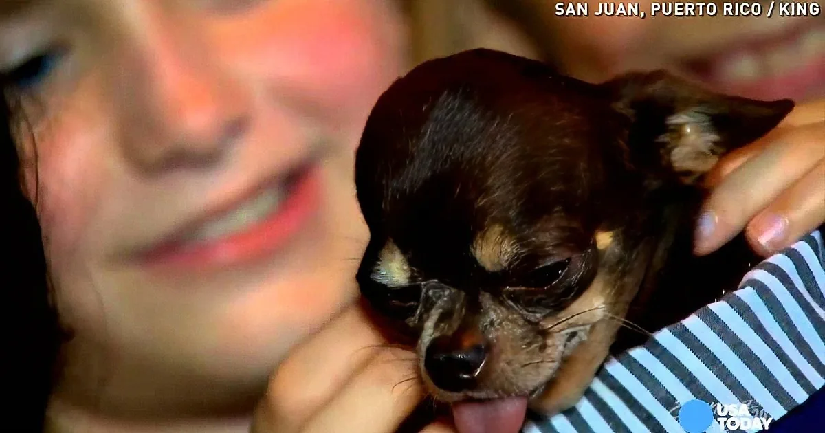 A small, dark-furred dog is being held gently by a person in a striped shirt.