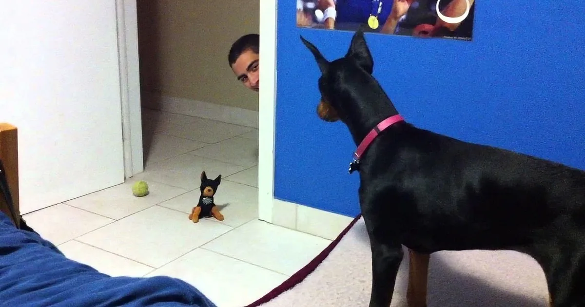 Silly Doberman Is Scared of a Mini Toy Version of Herself. You''ll Melt to See This! LOL!