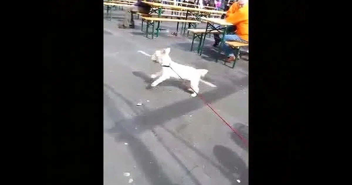 A white dog on a leash runs energetically across a paved area with tables and chairs in the background.