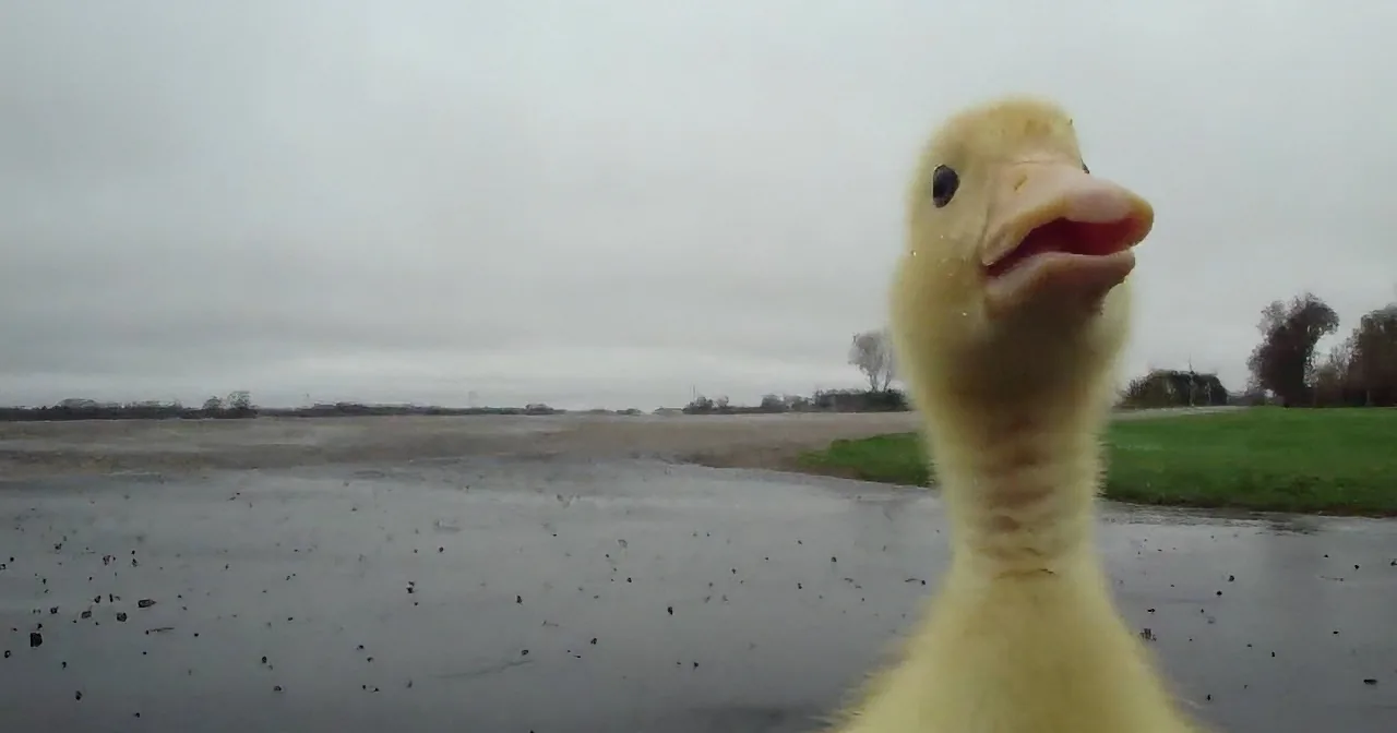 Watch What This Adorable Baby Duckling Does Every Time His Owner Goes for a Walk