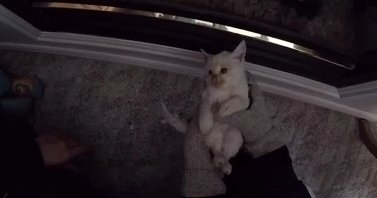 This Cat Was Trapped in the Snow and Was Frozen. What Happens When They Spot Him? OMG!
