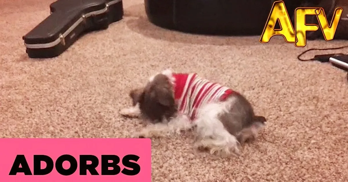 A small dog in a red-striped sweater is playfully rolling on a carpeted floor.