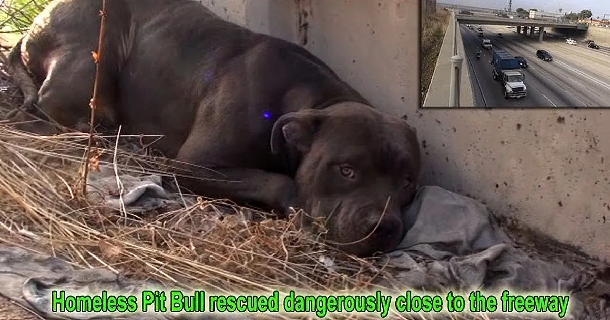 Abandoned Pit Bull Was Living Very Close to a Busy Freeway... but Wait Till You See How He Gets Rescued!