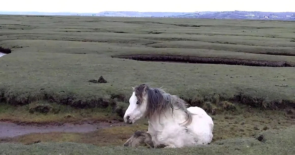 These Rescuers Spotted a Foal Crying for His Mother. When They Viewed Closer... Wow!