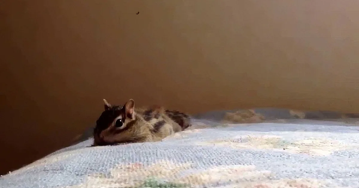 They Didn''t Believe What His Chipmunk Did, so He Grabbed His Camera and Filmed This. OMG!