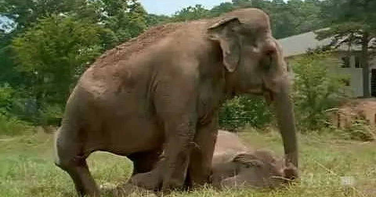 A large elephant stands in a grassy area with trees and a building in the background.