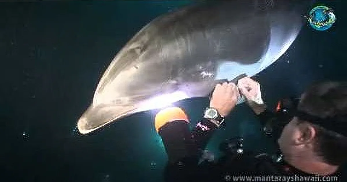 This Man Pulled out Something That Was Stuck in This Dolphin''s Fin. and Then? Wow!