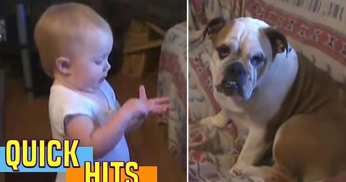 A baby and a bulldog are shown in separate frames, with the baby pointing and the bulldog looking at the camera.