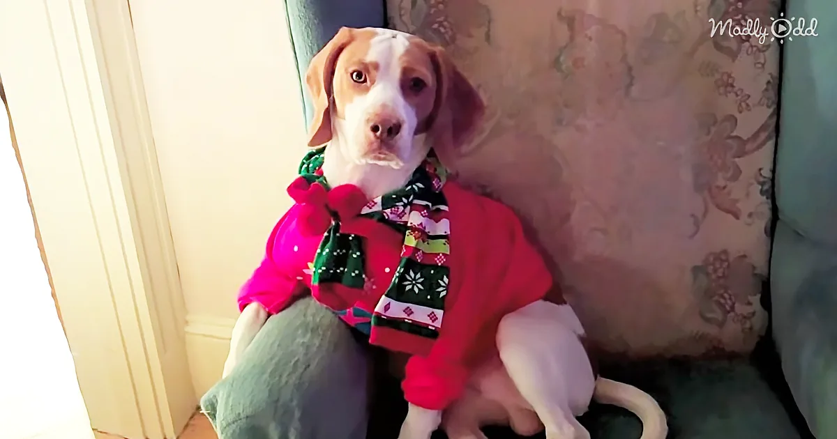 Maymo the Beagle Isn't a Fan of Christmas Costumes but He Sure Loves His Stocking