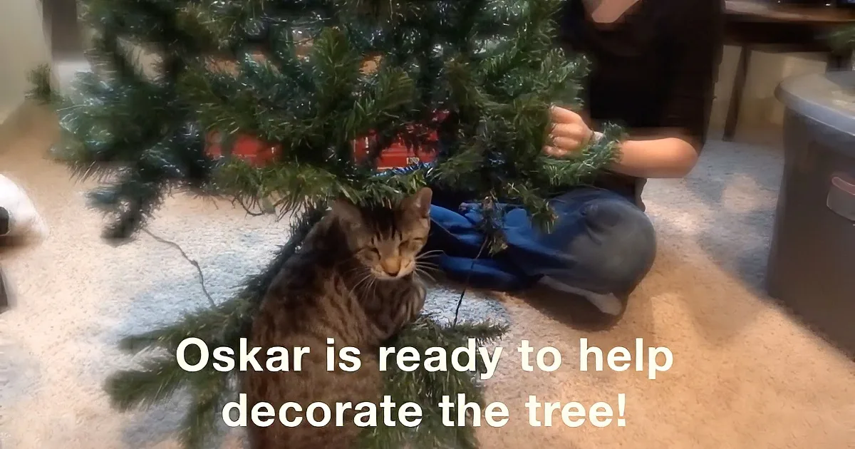 A cat named Oskar is nestled under a Christmas tree, appearing ready to help decorate.