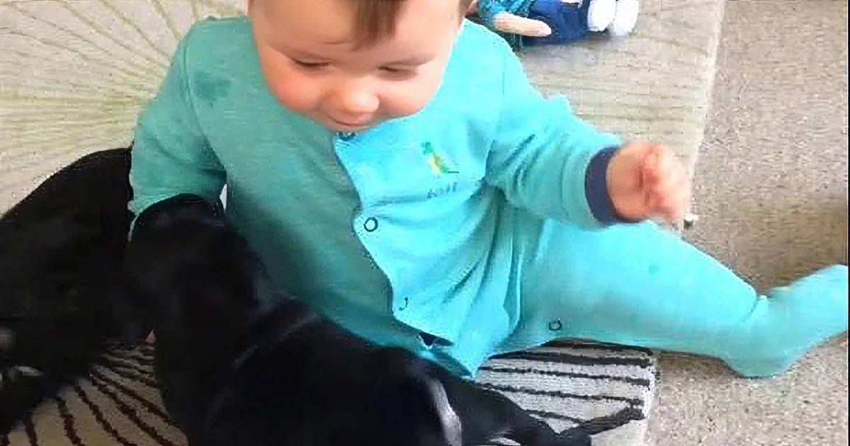Baby Louie Has the Best Time of His Life... Playing With Pug Puppies! Aww!