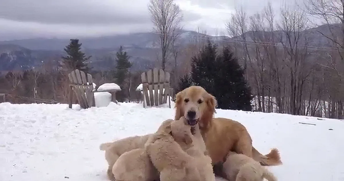 Golden retriever with puppies in snowy yard, surrounded by trees and mountains.
