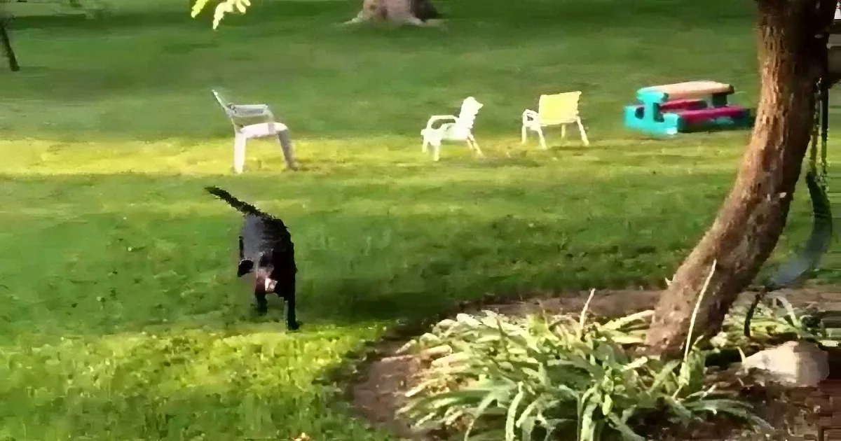 Little Pup Did This to Find the Kids Hiding Under That Pool! I Can''t Stop Laughing! LOL!