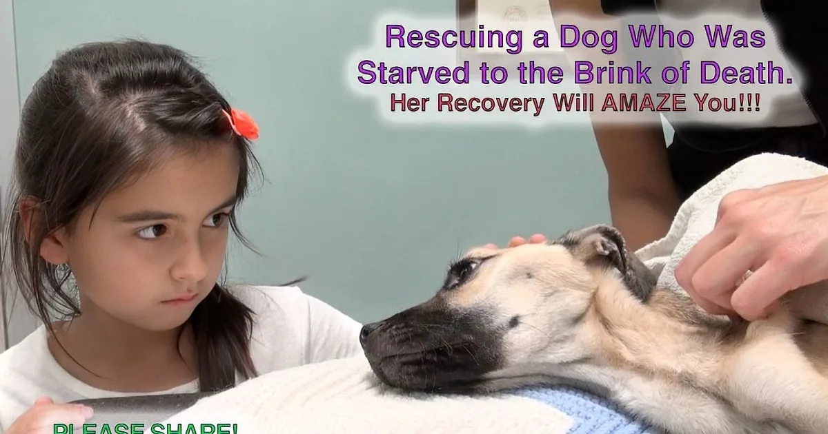 A girl observes a dog being cared for, recovering from severe starvation, wrapped in a towel.