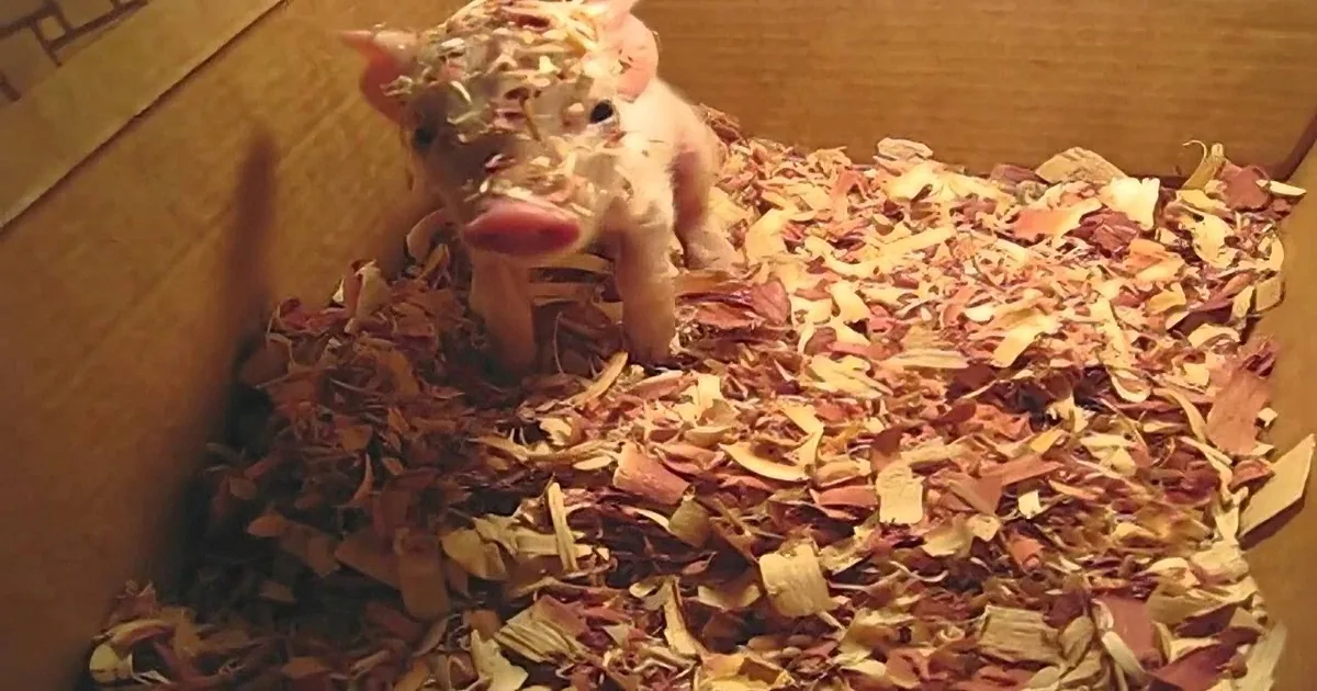 This Tiny Piglet Just Woke up From a Nap. but When Mom Asks Him if He Wants to Go Outside? so Cute!