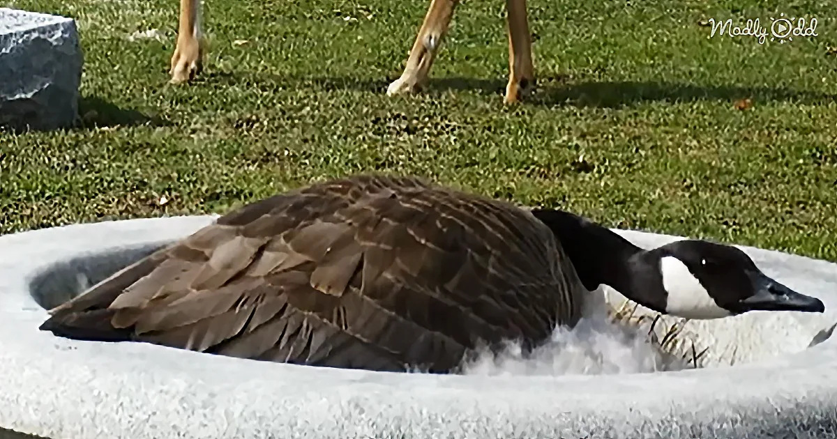 A Canada goose rests on a stone surface with grass and another goose's legs in the background.