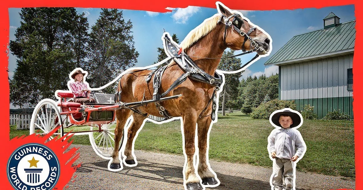 A young child in a cowboy hat stands next to a large horse pulling a carriage, with a Guinness World Records logo in the...