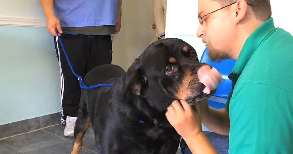 Man Reunited With His Missing Dog After 8 Years, His Reaction Is Amazing! Aww!