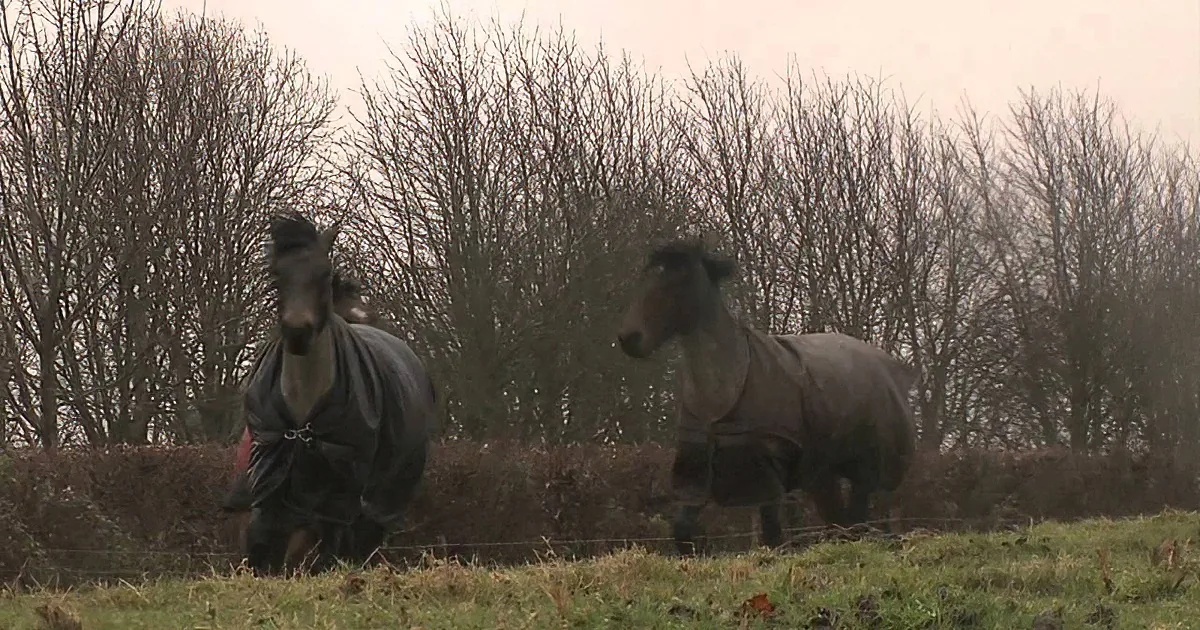 Horses in winter blankets stand in a field with bare trees and overcast sky.