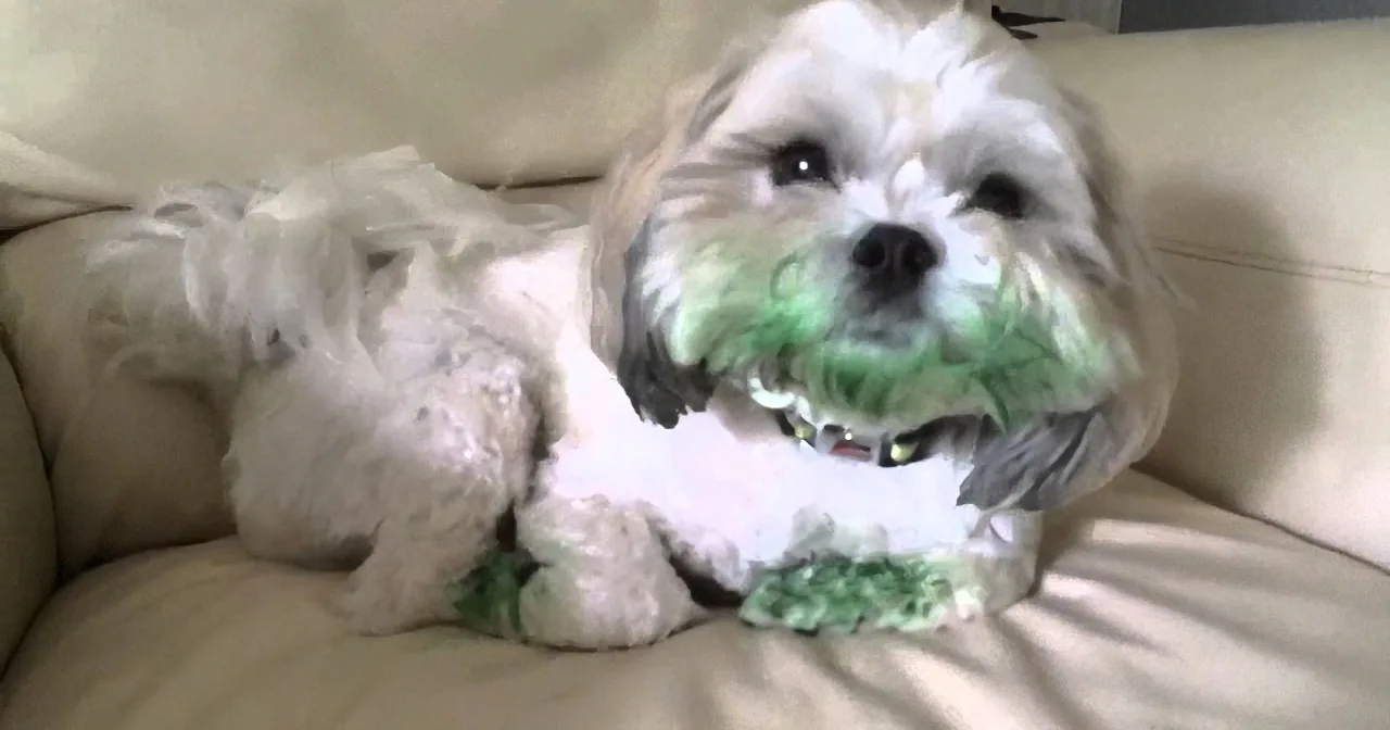 When Dad Questions This Dog About the Mess He Made, Keep Your Eyes on His Face! Rofl!