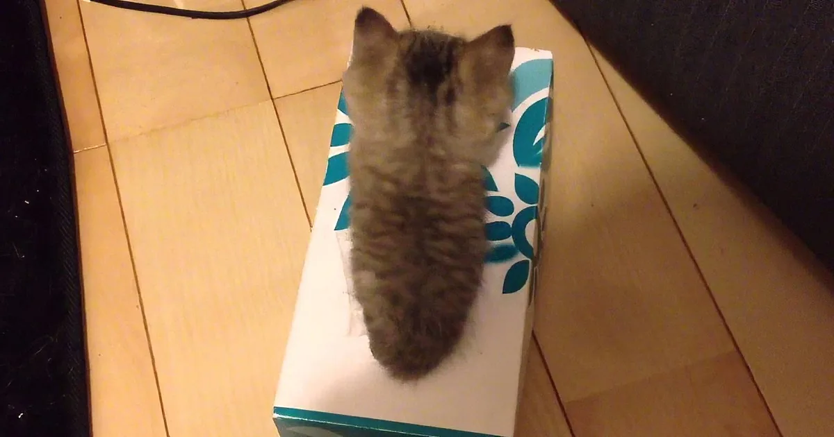 Tiny Kitten Tries to Hide in the Kleenex Box and Finds an Even Cuter Surprise Inside! Aww!