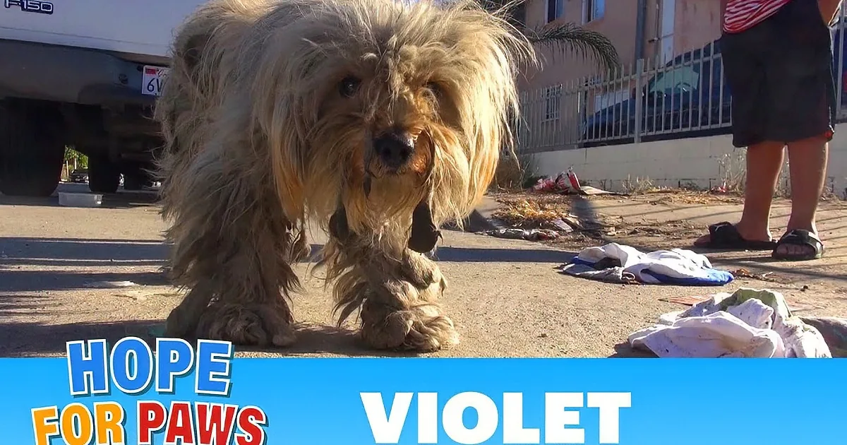 A scruffy, dirty dog stands on a street, looking sad, with a background of a vehicle and a fence.